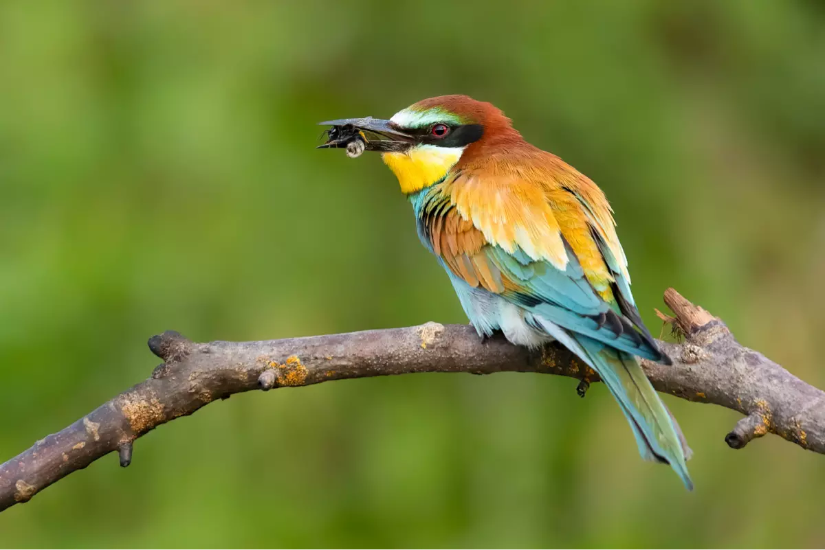 Le birding – un loisir populaire