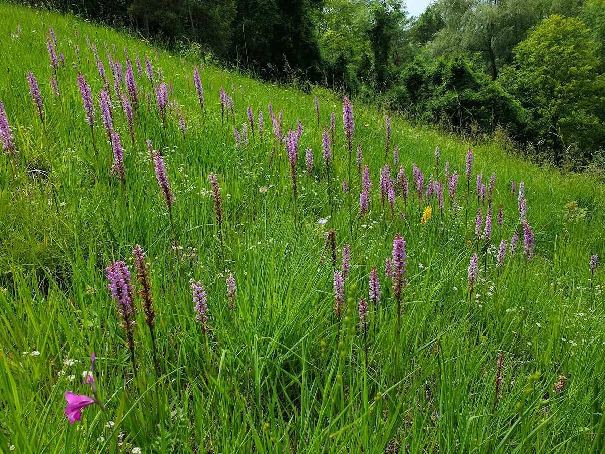 Orchidee des Jahres 2024: Die Mücken-Händelwurz