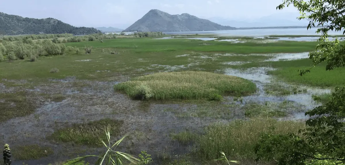 The Skutar Lake – A Paradise for Nature Photographers and Birdwatchers