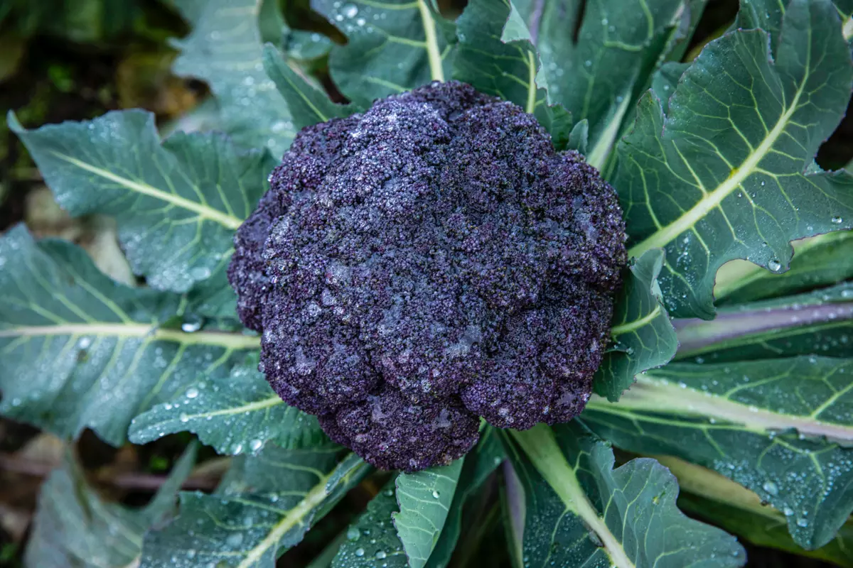 Traditional Varieties – healthy and tasty