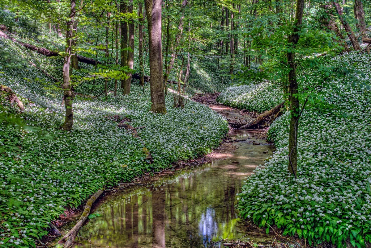 Nature in the City: Green Vienna