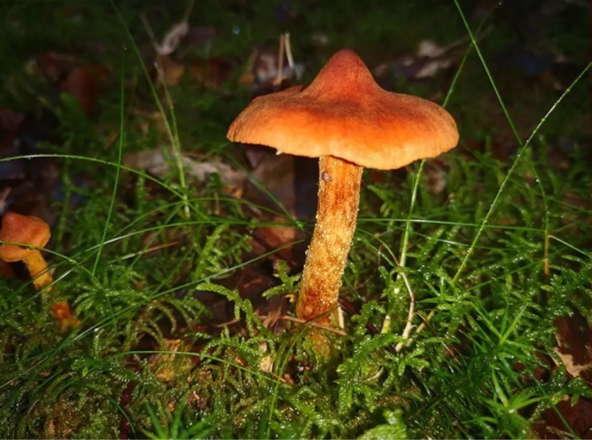 Les champignons à l'honneur au Jardin Botanique de Munich