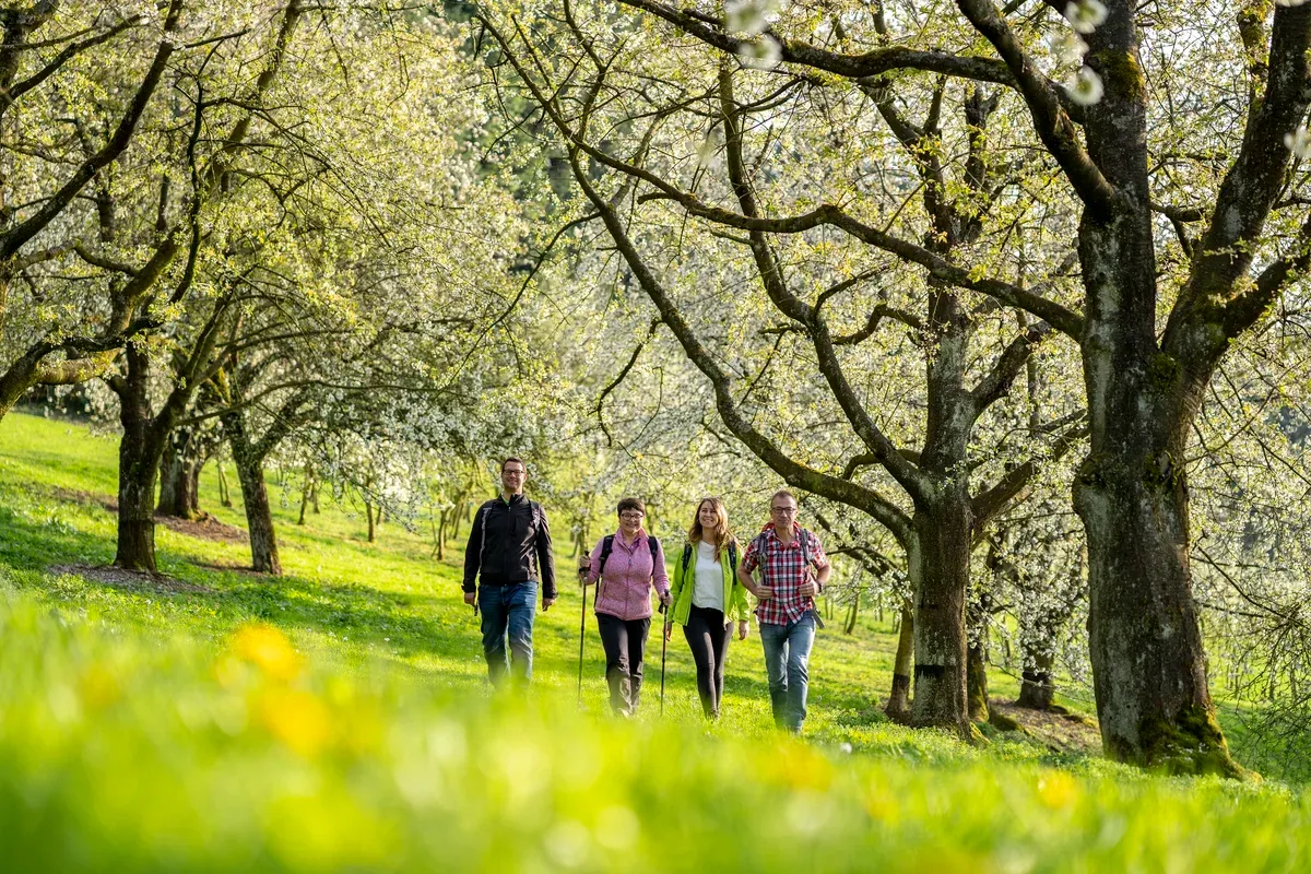 The Black Forest and the Cherry – a Duo for All the Senses