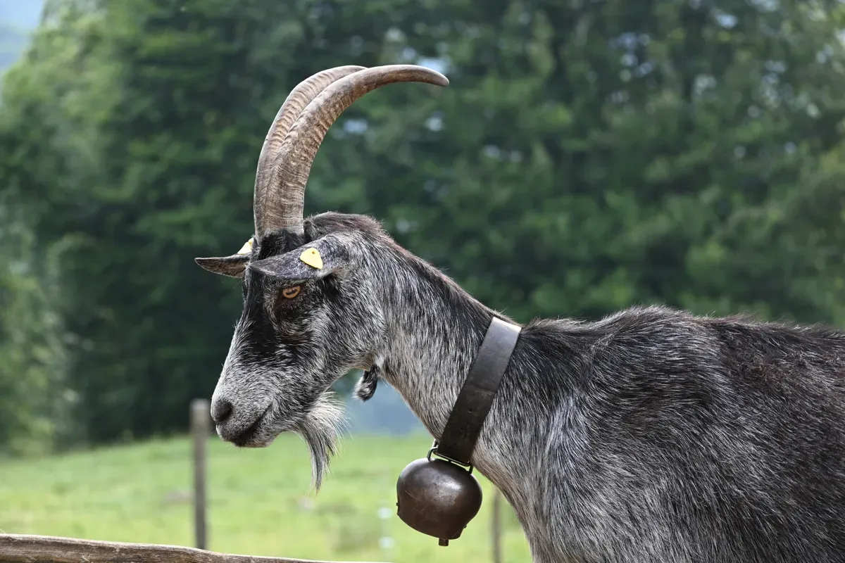 Imposanter Bock der schwarzen Ziege aus den Verzascatal