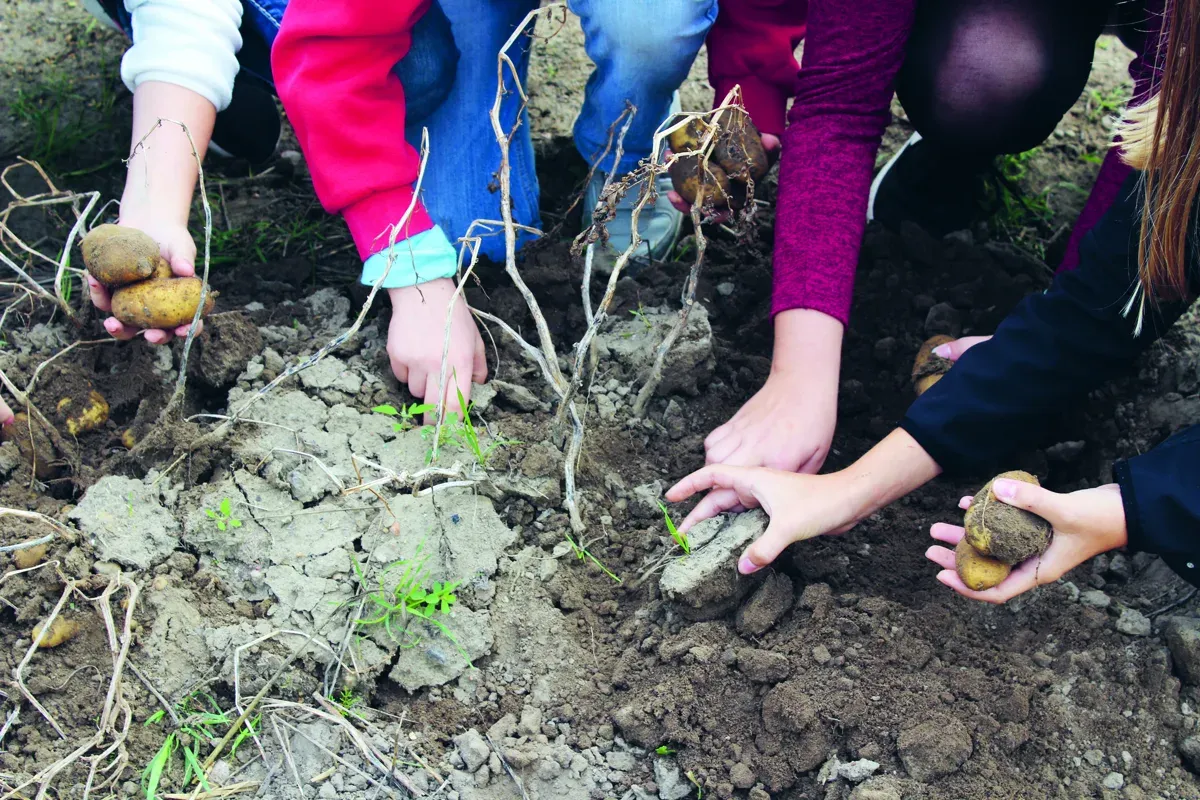Kinder lernen in ganzheitlichen Angeboten den Umgang mit Lebensmitteln