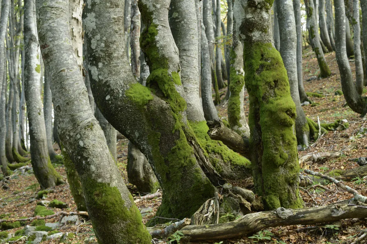 Der knorrige Buchenwald am Berg Snežnik ist teilweise als UNESCO Weltnaturerbe geschützt und bietet wahrlich „verwunschene“ Eindrücke