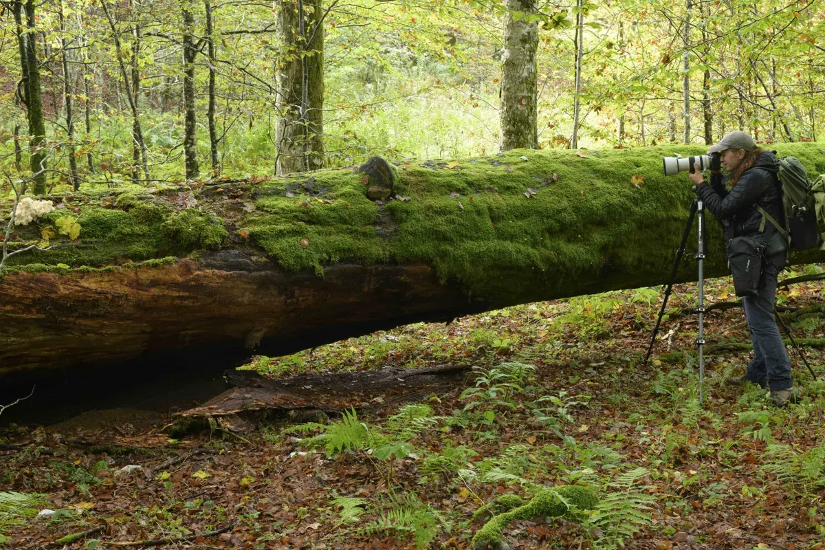 Gefallener Tannenriese am Weg zum Urwald Krokar, der als UNESCO Weltnaturerbe streng behütet wird.