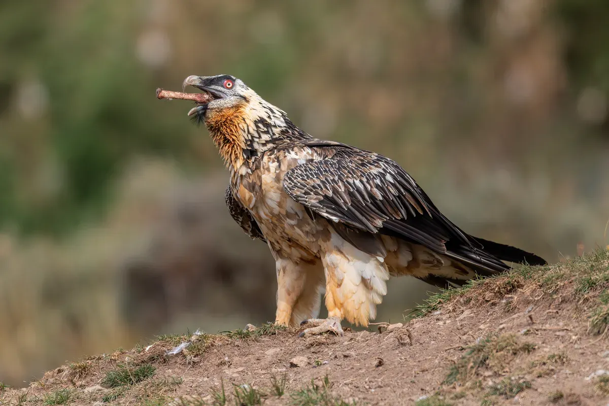 Selbst große Knochenstücke finden Platz im Schlund des Vogels