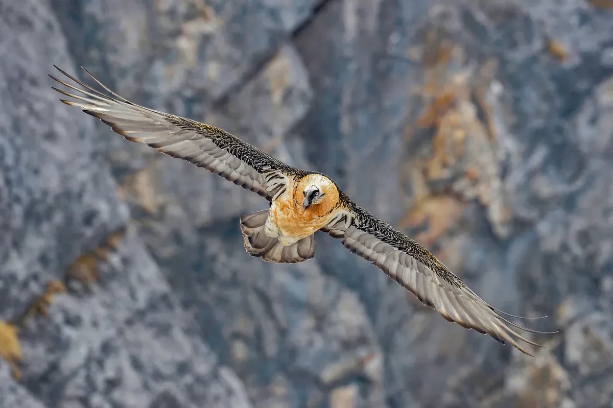 Eleganter Steigflug entlang der Felswände